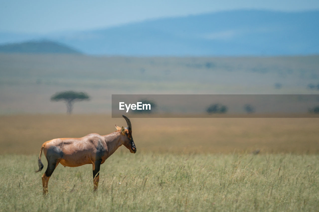 Topi stands in long grass in profile