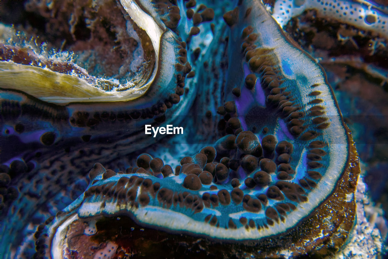 A fluted giant clam - tridacna squamosa - in the red sea, egypt