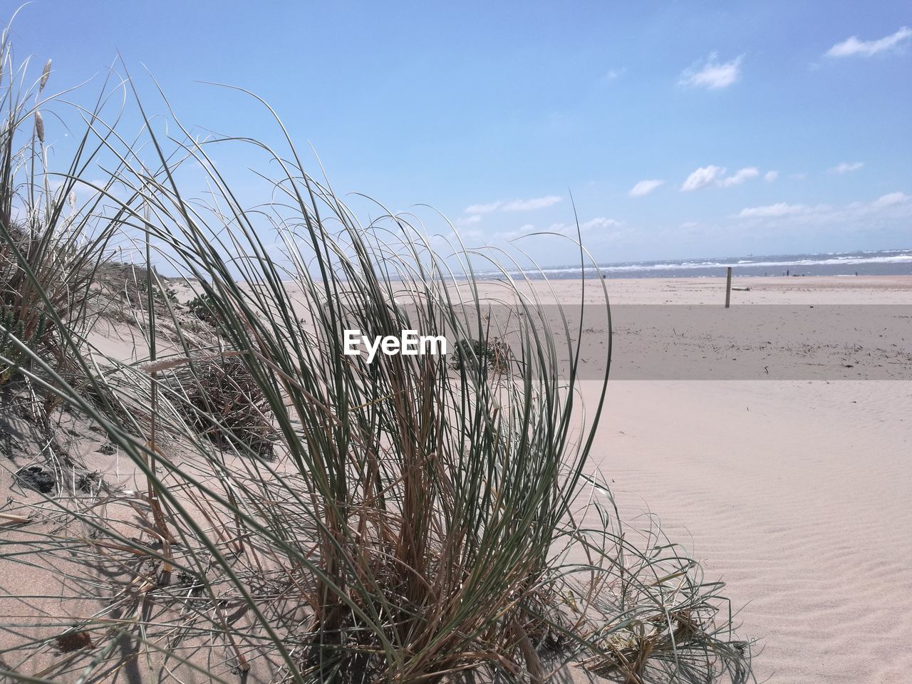 GRASS GROWING ON BEACH AGAINST SKY