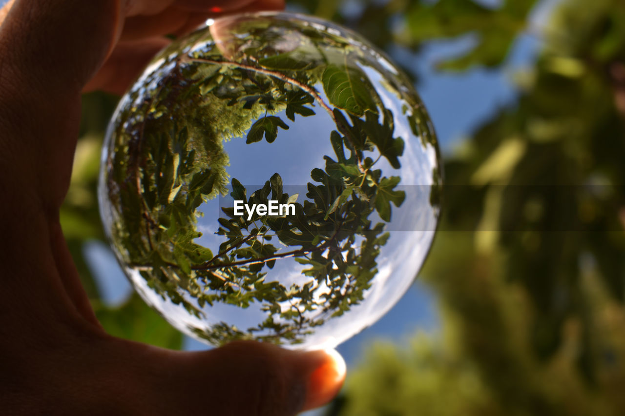 CLOSE-UP OF HAND HOLDING GLASS TREE
