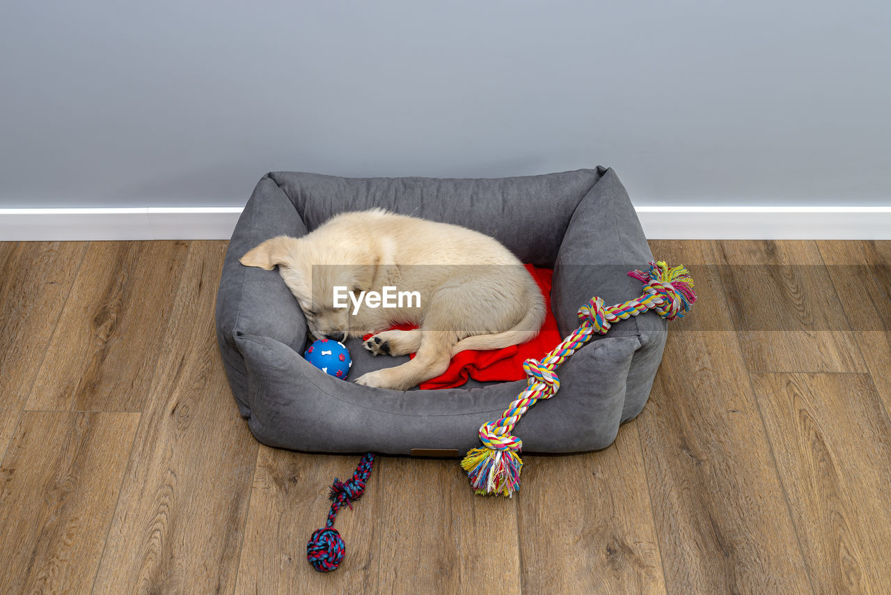 Male golden retriever puppy sleeps in a playpen with a rubber ball and ropes on modern vinyl panels