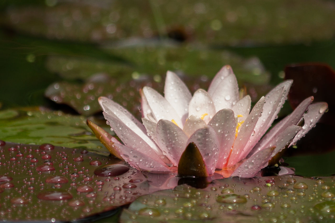 Close-up of water drops on leaf