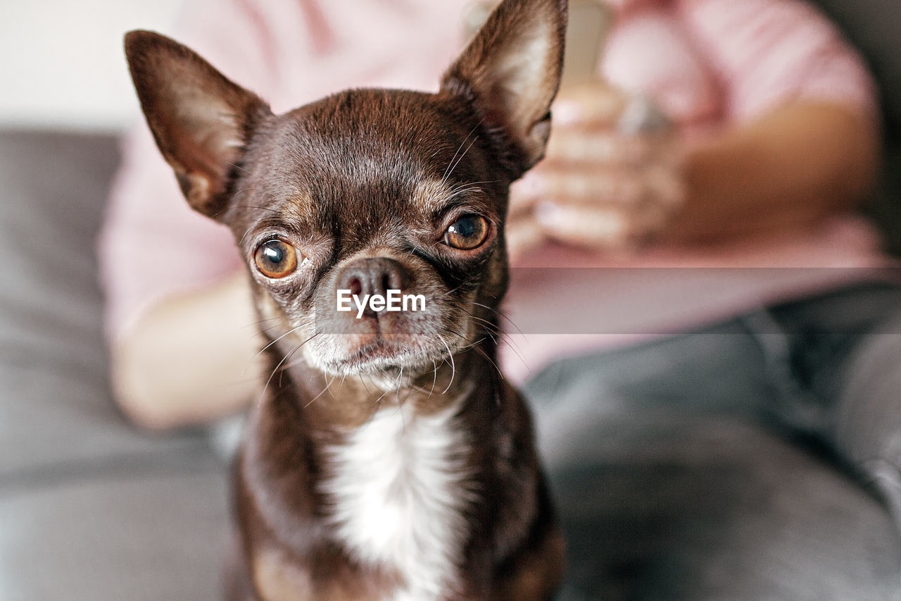 Close-up of funny short-haired brown dog chihuahua, different expressive emotions. space for text