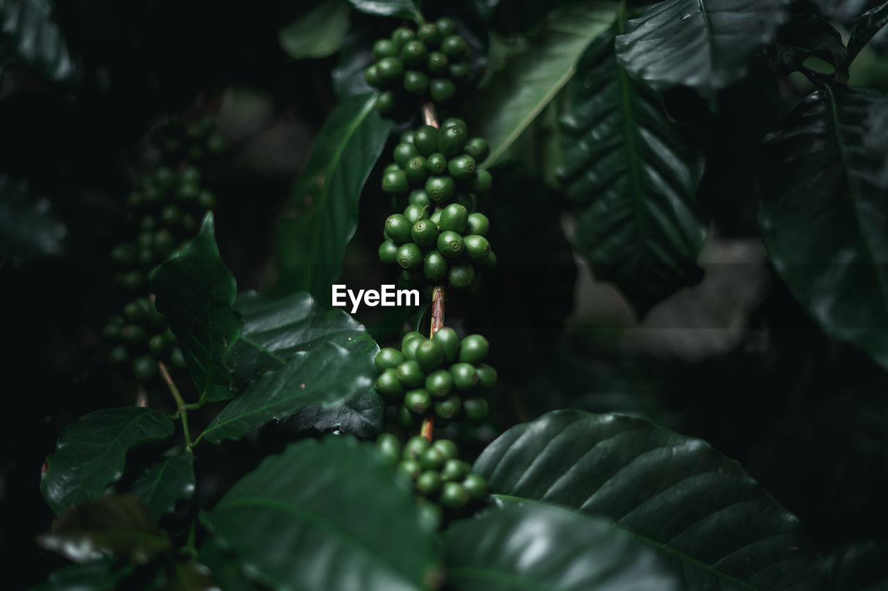 Close-up of coffee beans growing on branches