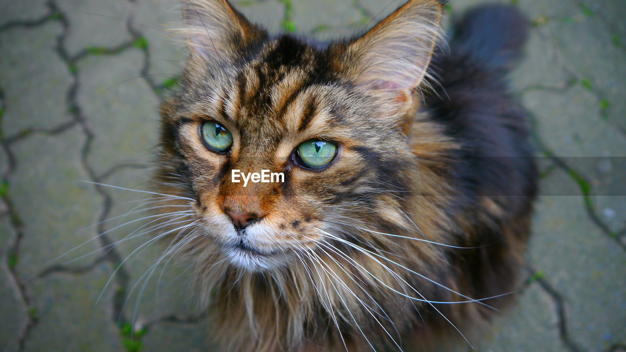 Close-up portrait of a cat