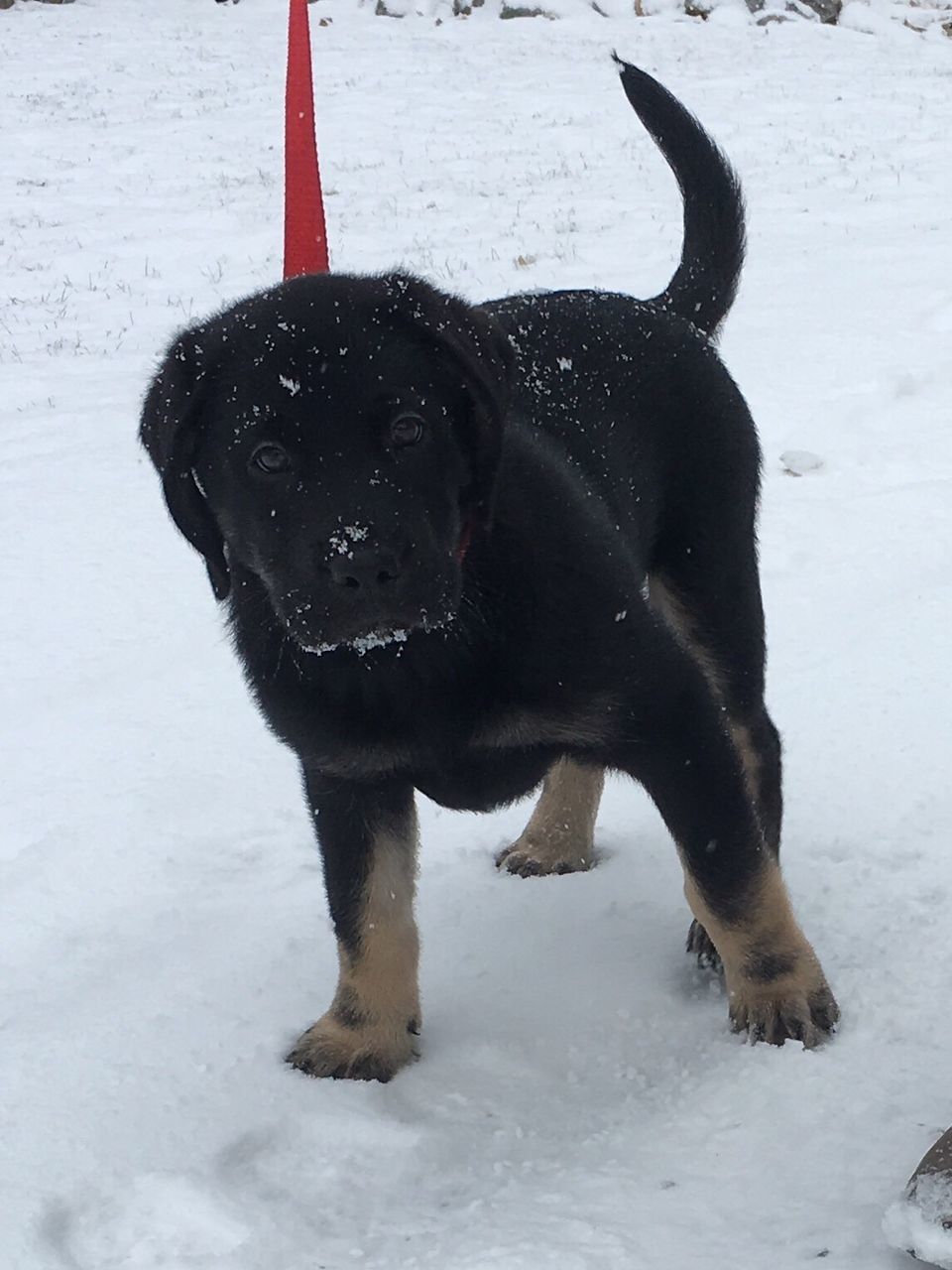 PORTRAIT OF BLACK DOG