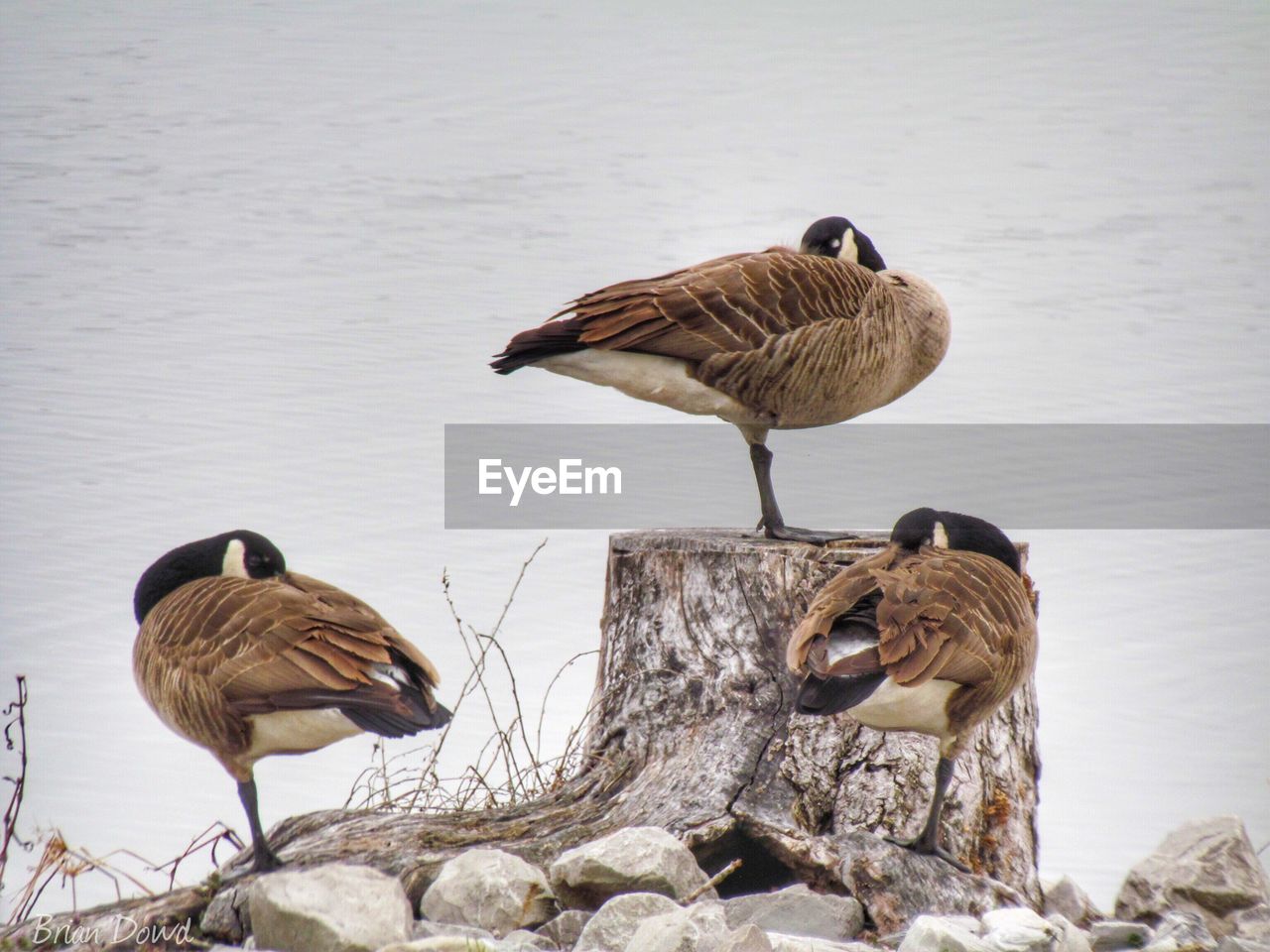 VIEW OF BIRD ON RIVERBANK