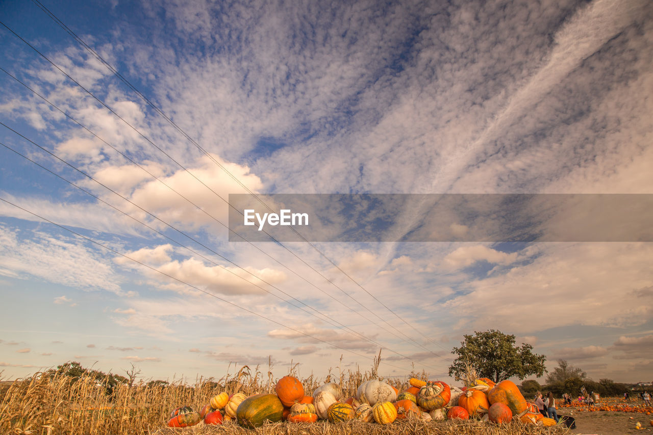 SCENIC VIEW OF ORANGE SKY OVER FIELD