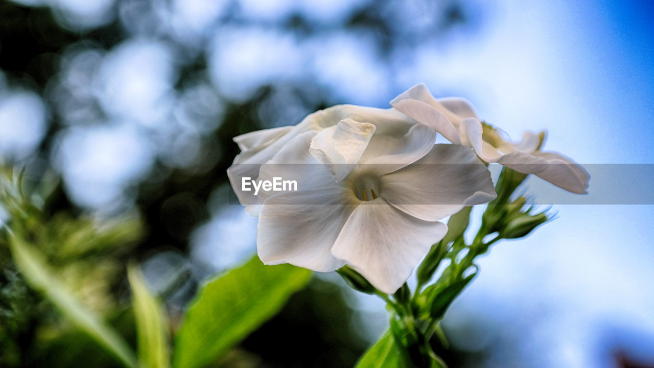 Close-up of flower