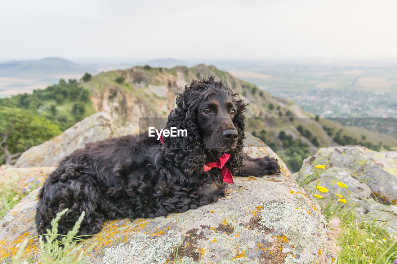 DOG SITTING ON A MOUNTAIN