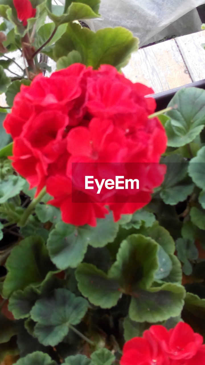 CLOSE-UP OF RED ROSES