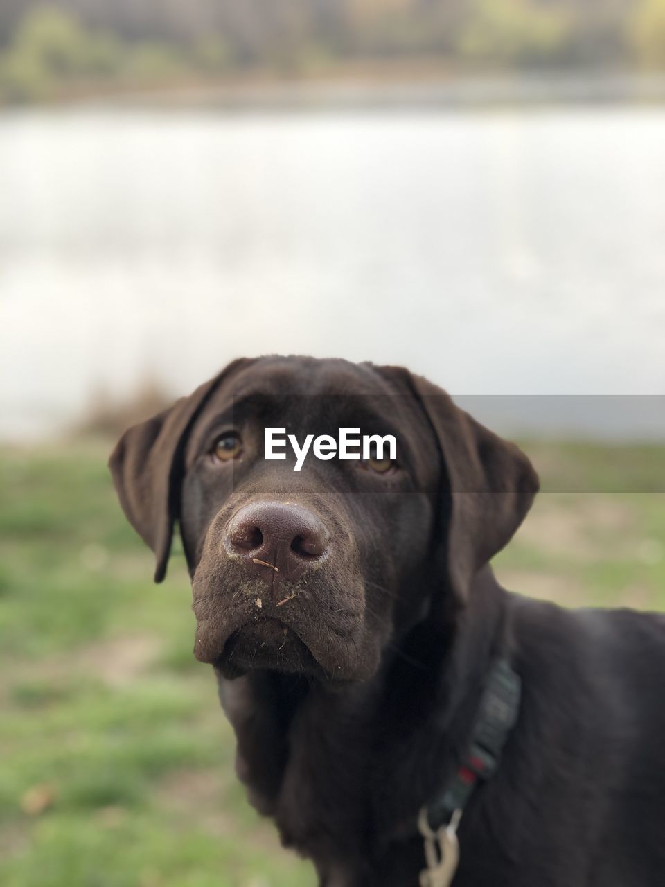 Close-up portrait of dog looking away