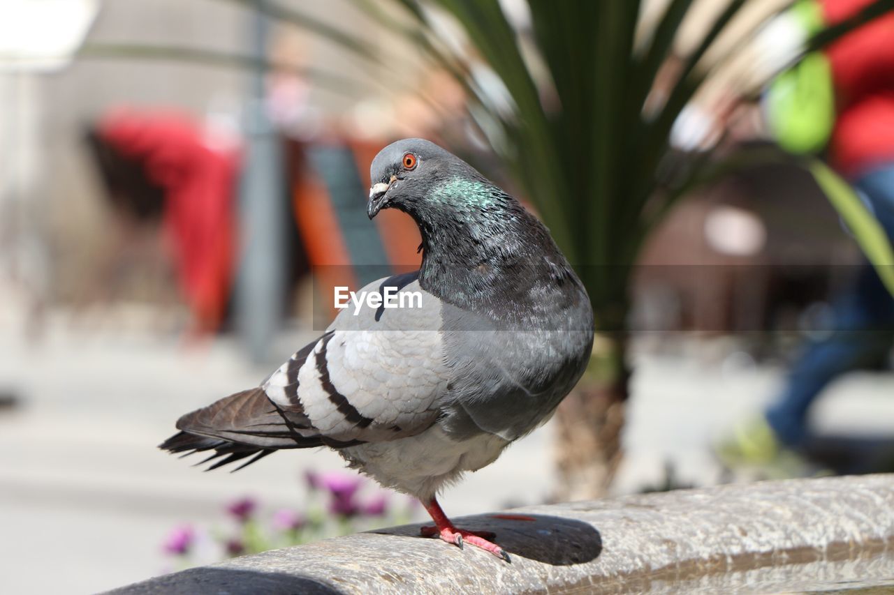 CLOSE-UP OF PIGEON PERCHING ON A BIRD