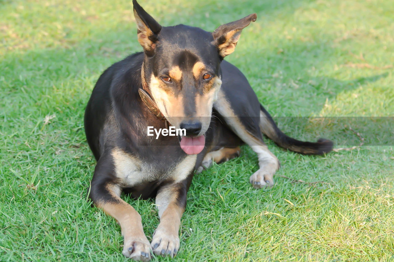 PORTRAIT OF DOG LYING ON GRASS