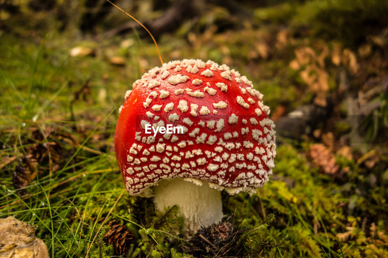 Close-up of fly agaric mushroom on field