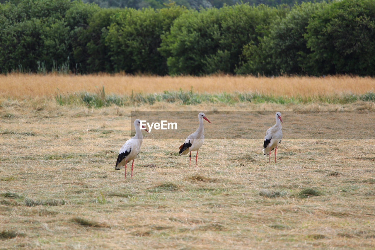 birds perching on field