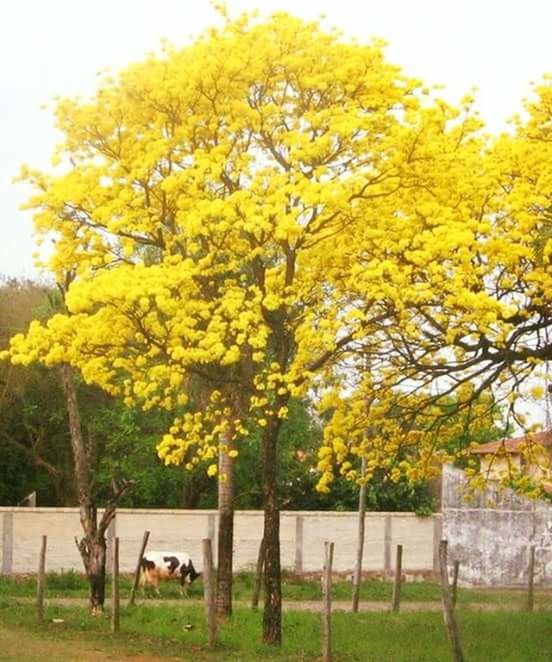 YELLOW FLOWERS ON FIELD