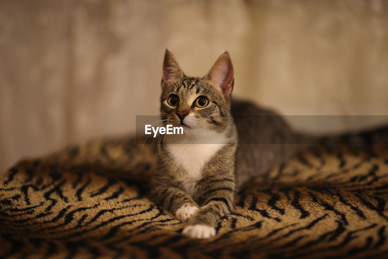 CLOSE-UP PORTRAIT OF KITTEN RELAXING ON FLOOR