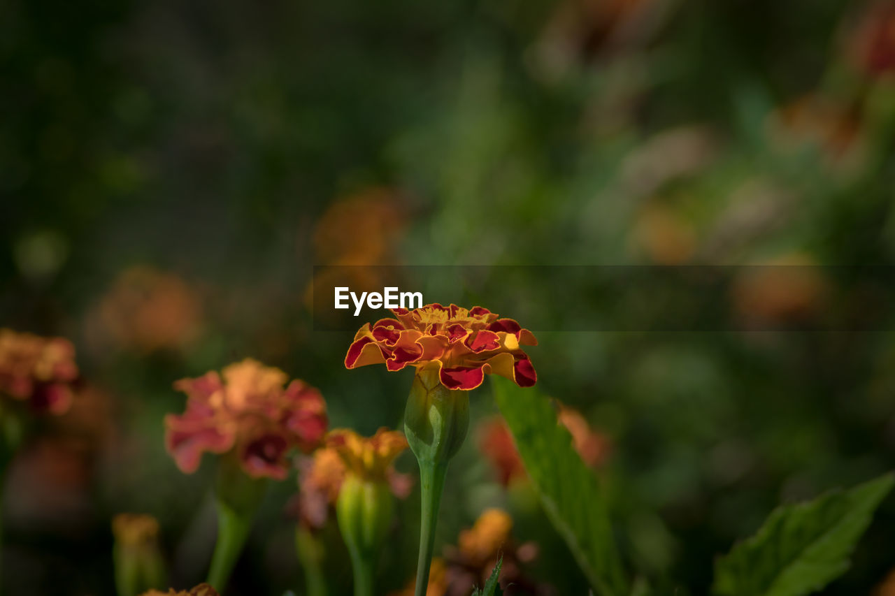 Close-up of orange flowering plant in park