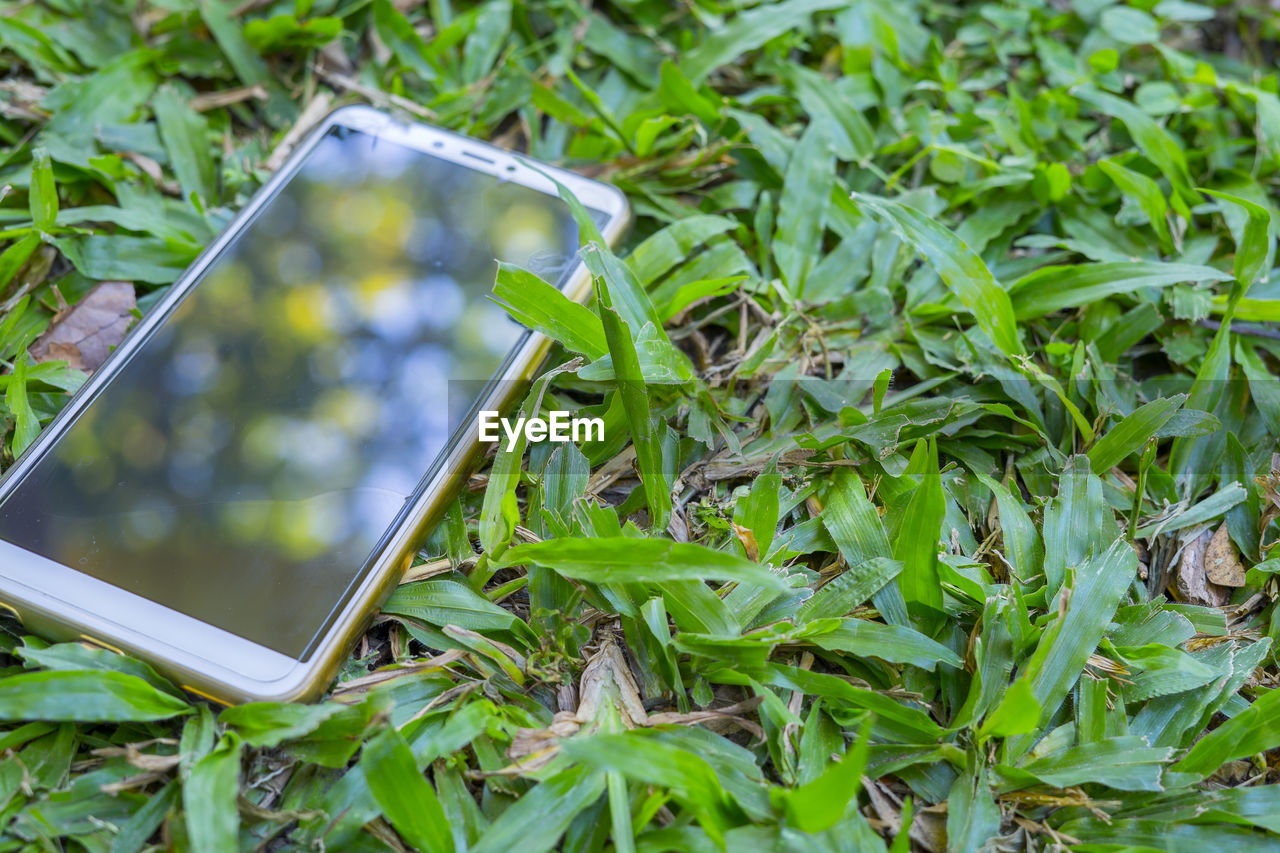 HIGH ANGLE VIEW OF PLANT GROWING ON FIELD