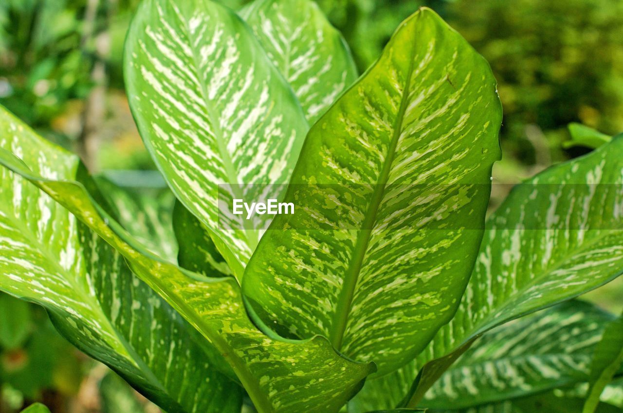 CLOSE-UP OF WET LEAVES