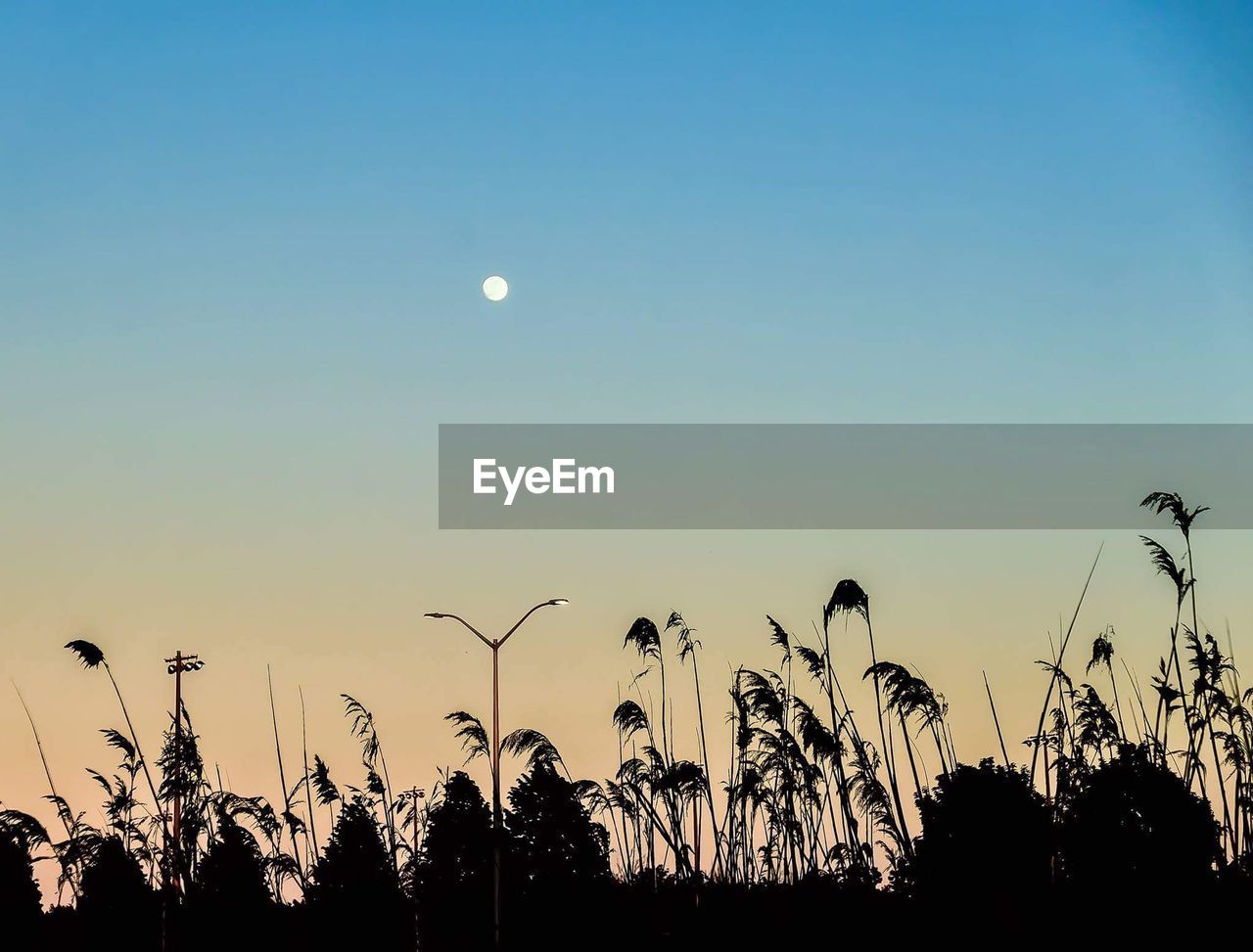 Silhouette plants against clear sky at night