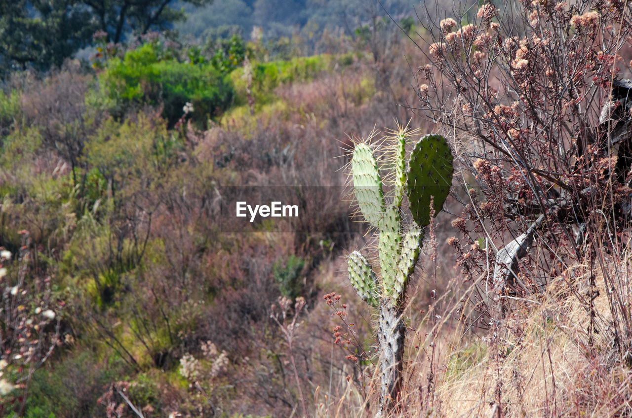 HIGH ANGLE VIEW OF TREES AND PLANTS IN FOREST