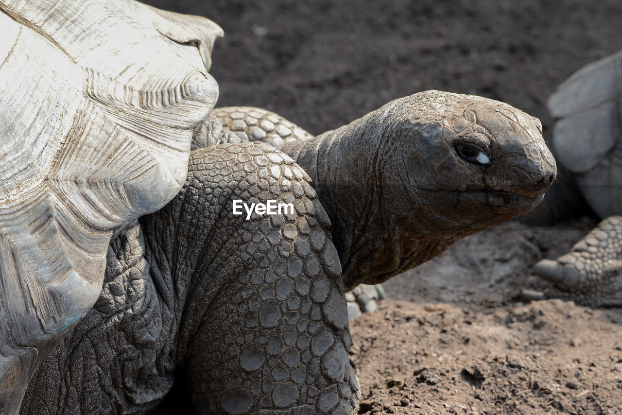 Close-up of giant tortoise on field