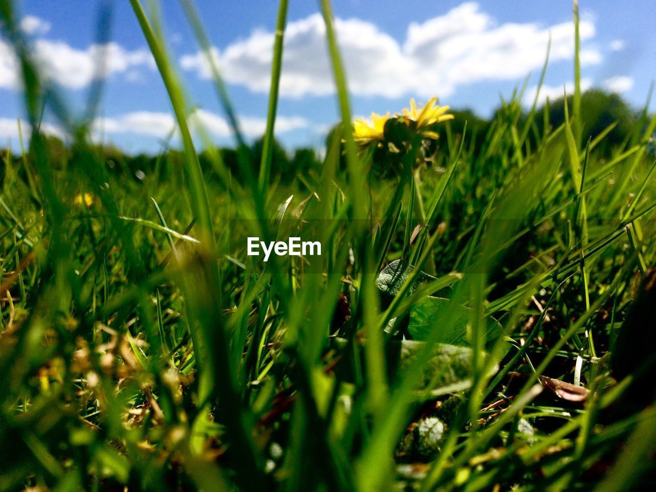 CLOSE-UP OF FRESH GREEN PLANTS ON FIELD