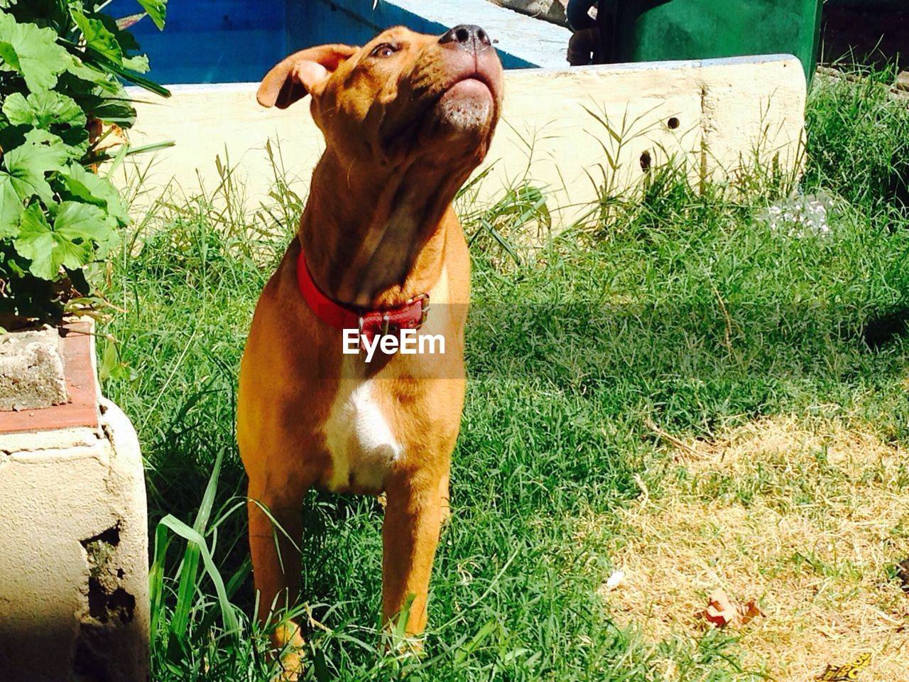 Brown dog looking up on filed