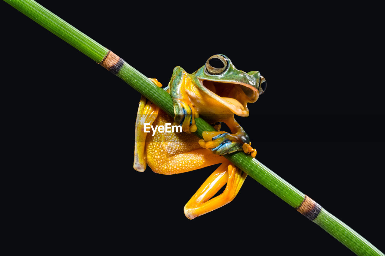 Wallace flying frog in branch