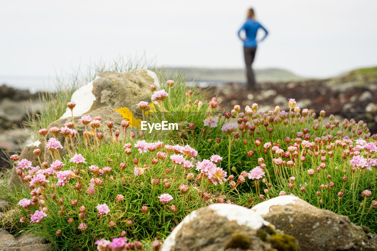 SCENIC VIEW OF FLOWERING PLANTS ON LAND