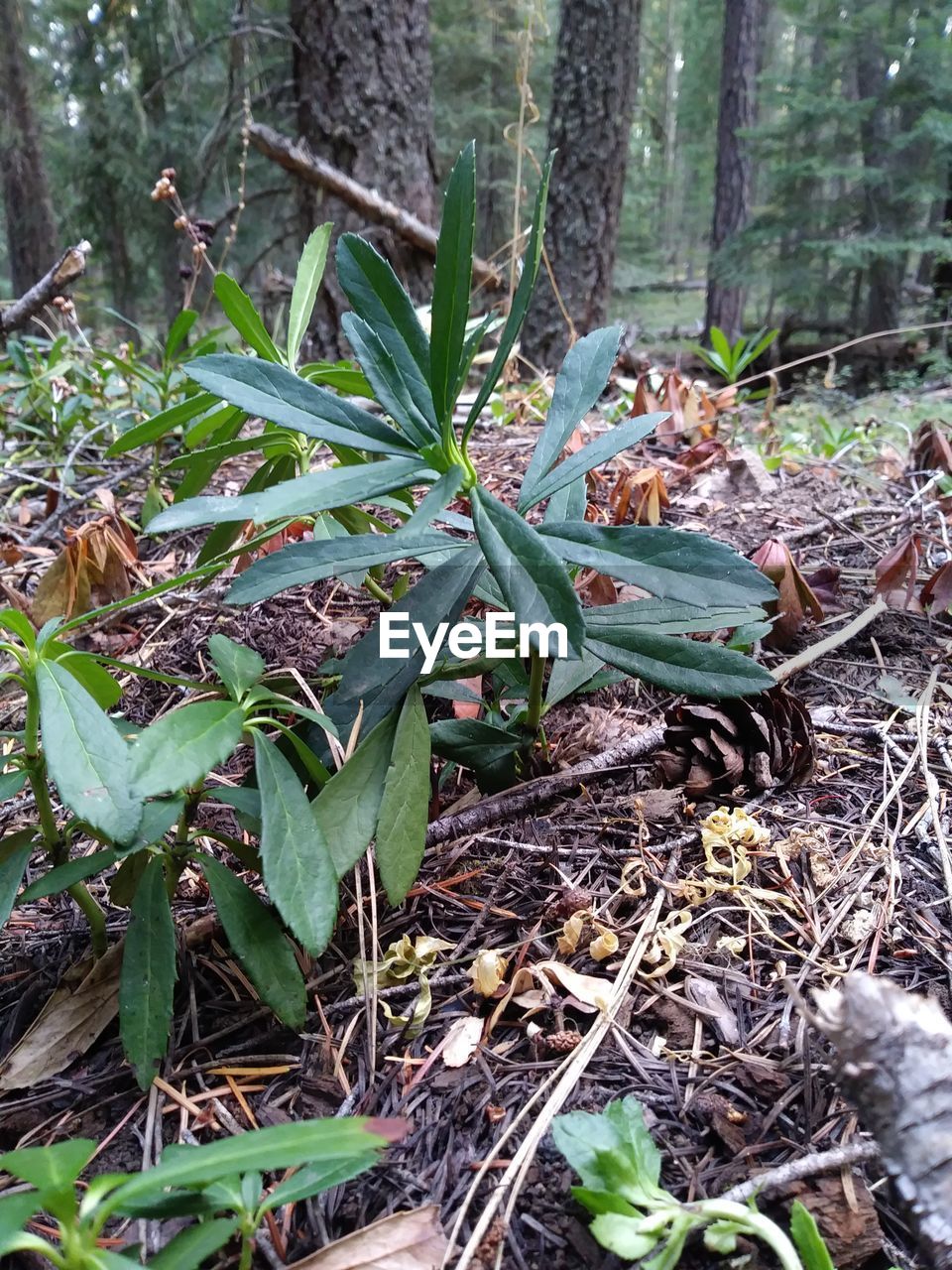 CLOSE-UP OF PLANTS IN FOREST