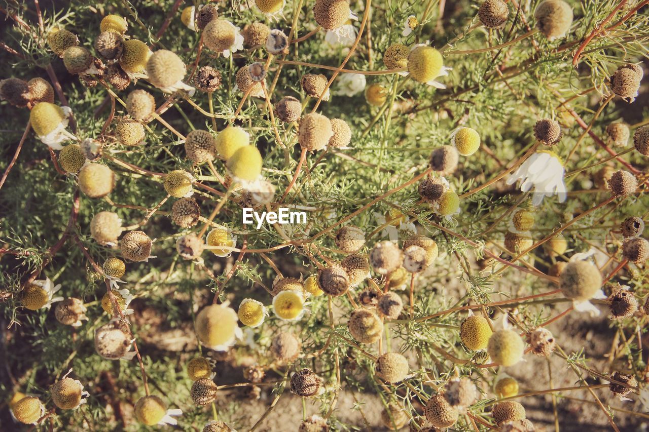 High angle view of plants growing on field