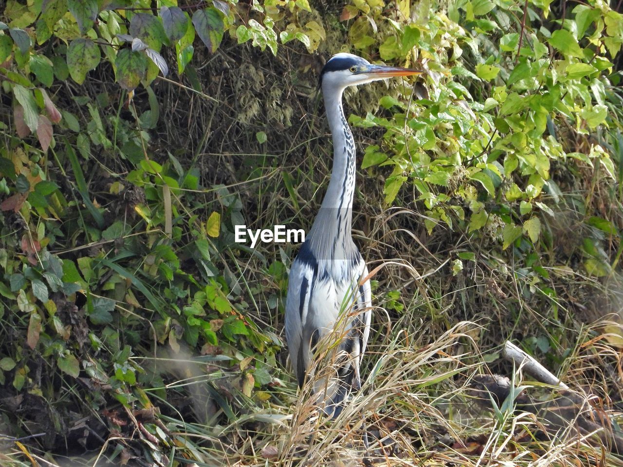 HERON PERCHING ON A FIELD