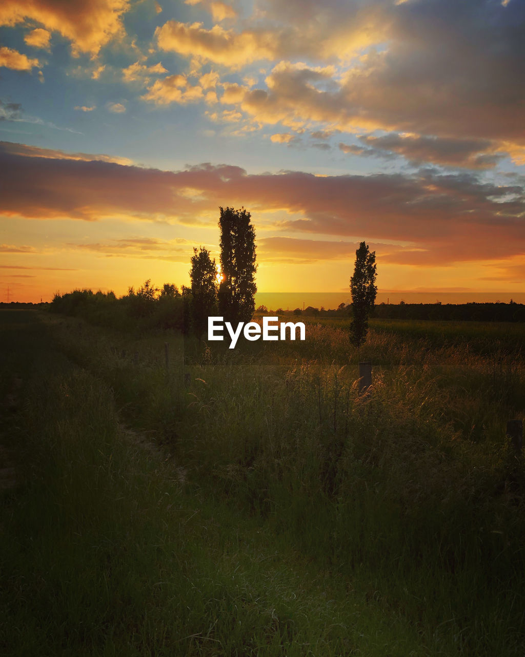 sky, sunset, landscape, plant, environment, cloud, nature, land, beauty in nature, scenics - nature, field, tree, grass, horizon, dawn, rural scene, tranquility, no people, tranquil scene, sun, silhouette, orange color, sunlight, prairie, evening, dramatic sky, outdoors, agriculture, twilight, non-urban scene, idyllic, plain, afterglow, horizon over land, hill, meadow, back lit, growth, atmospheric mood, forest, multi colored, gold, summer, cloudscape, natural environment, urban skyline