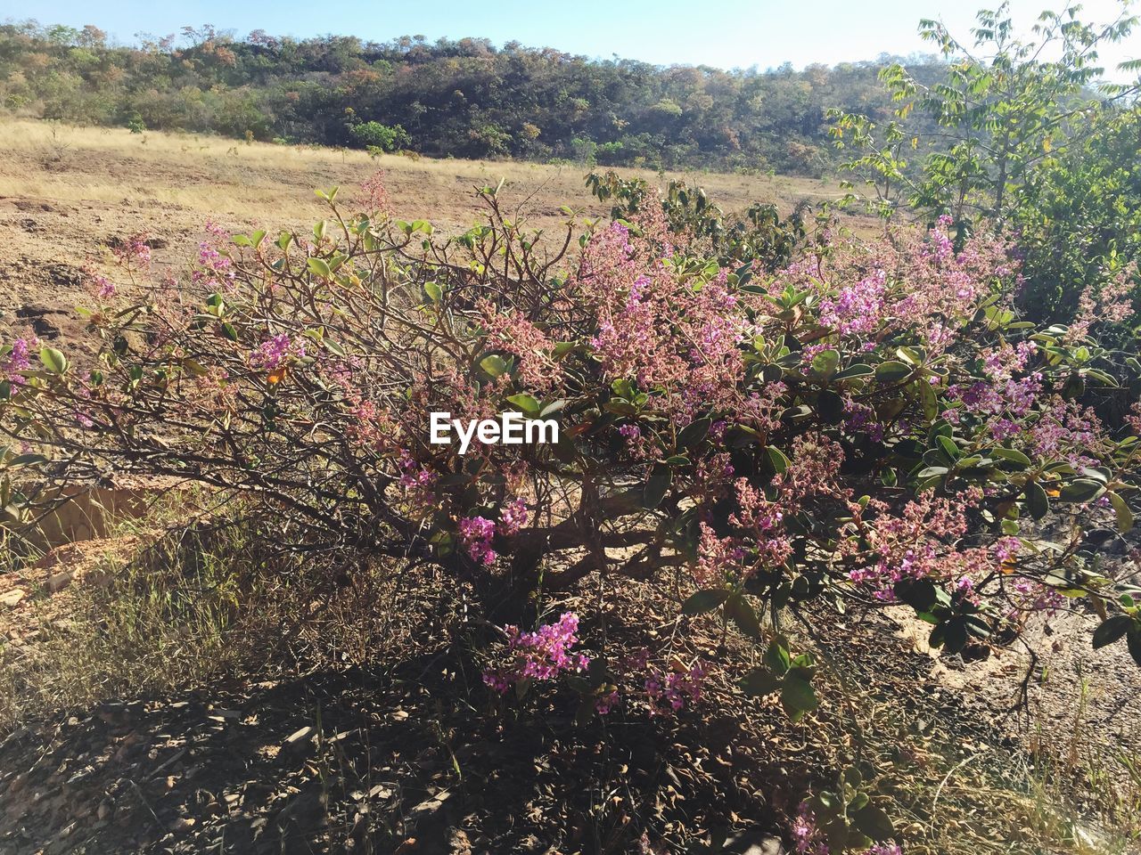 VIEW OF FLOWERS GROWING IN FIELD