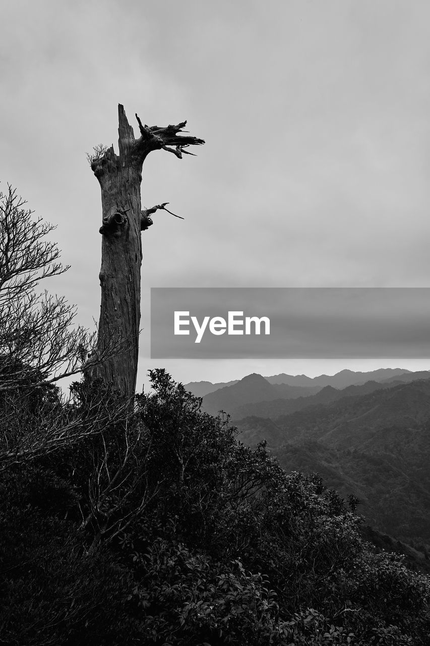 DEAD TREE AGAINST SKY