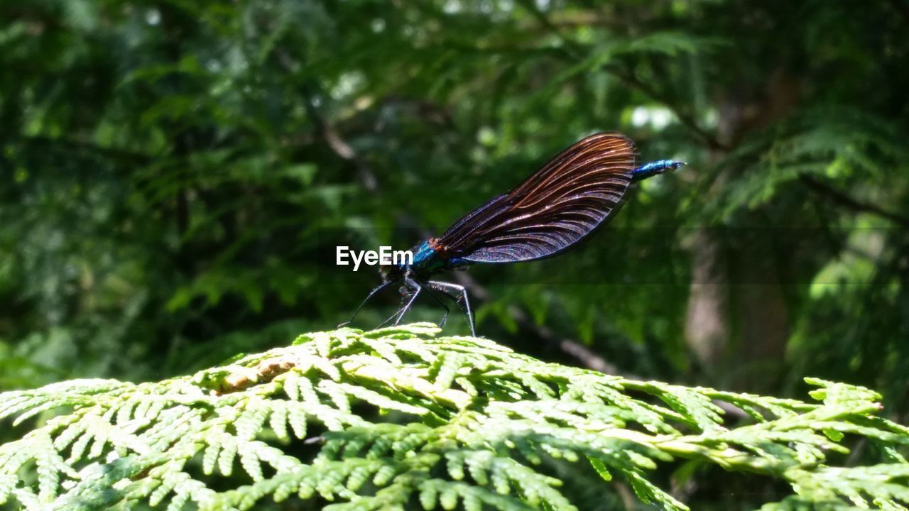 BUTTERFLY PERCHING ON LEAF