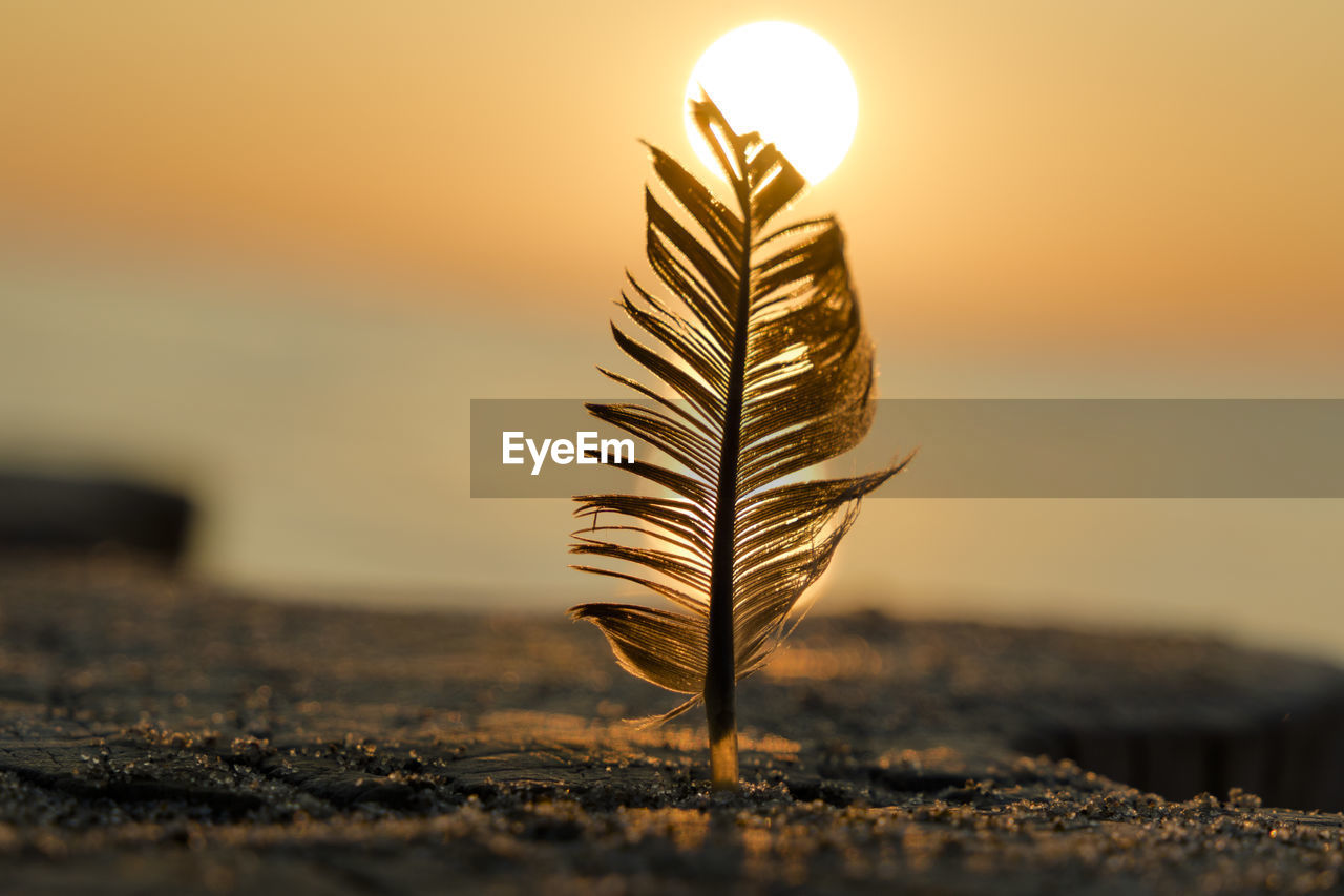 Close-up of plant against sky at sunset