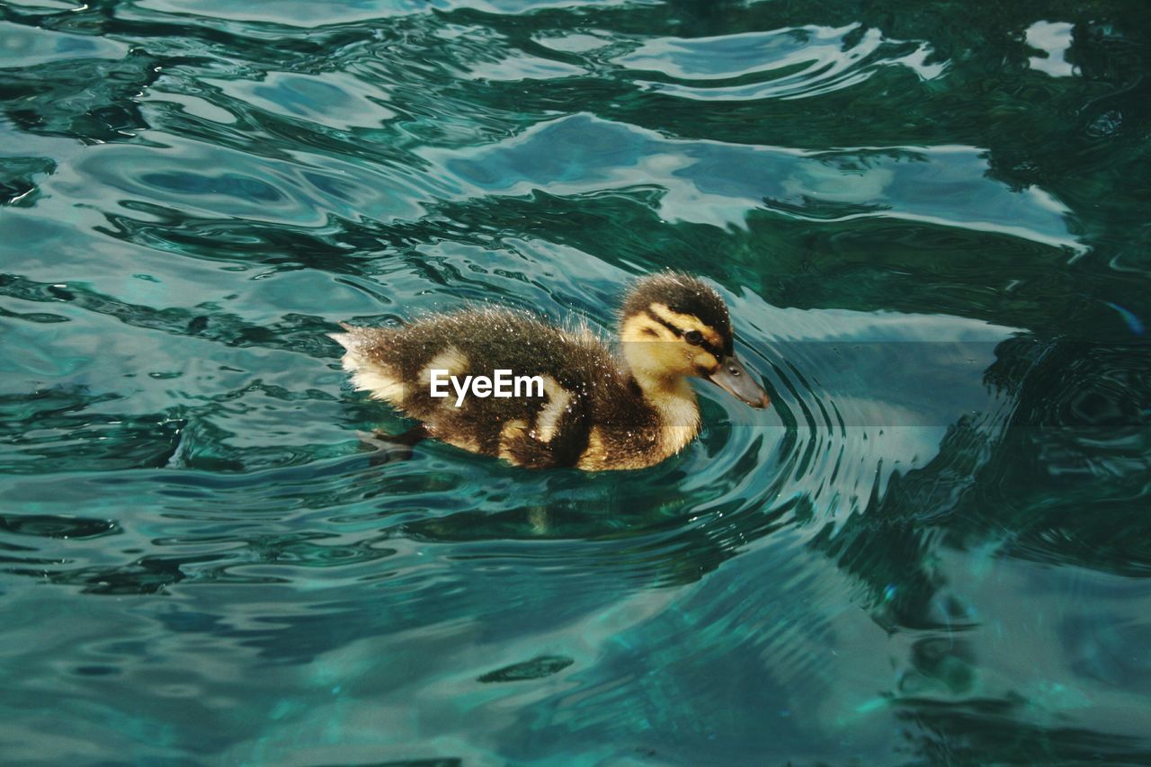 HIGH ANGLE VIEW OF DUCK IN LAKE