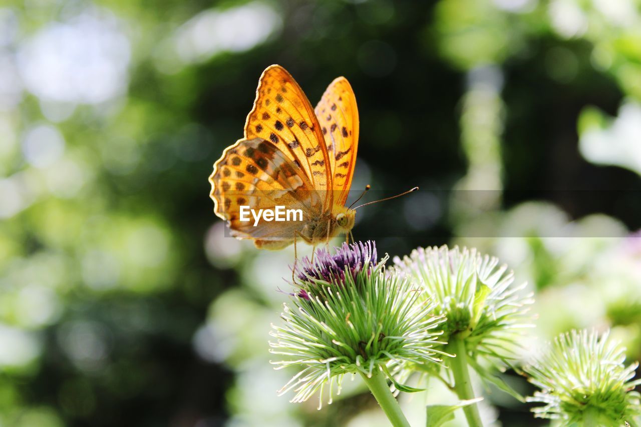 Close-up of butterfly pollinating on flower