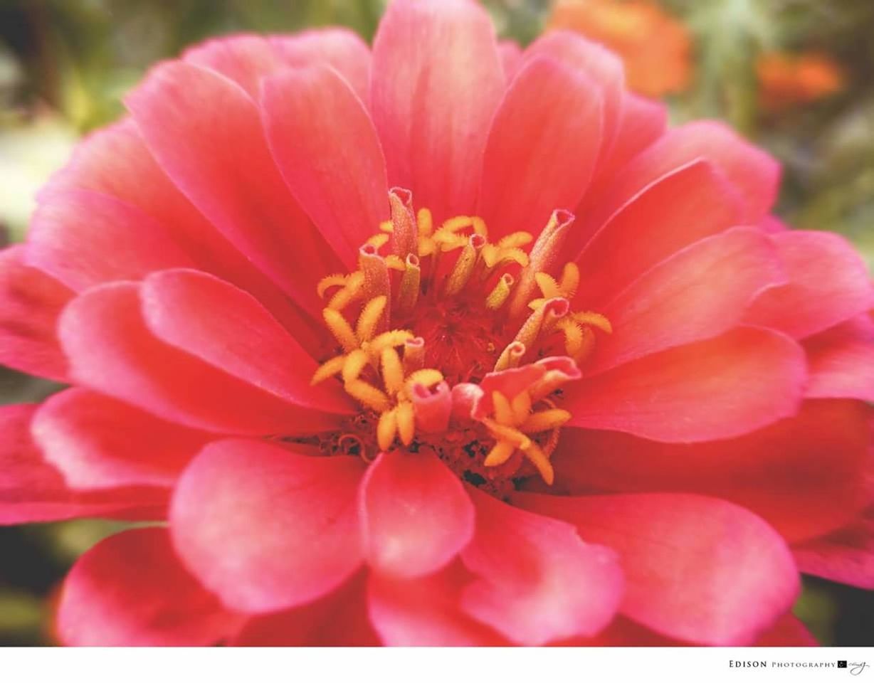 Close-up of red flower