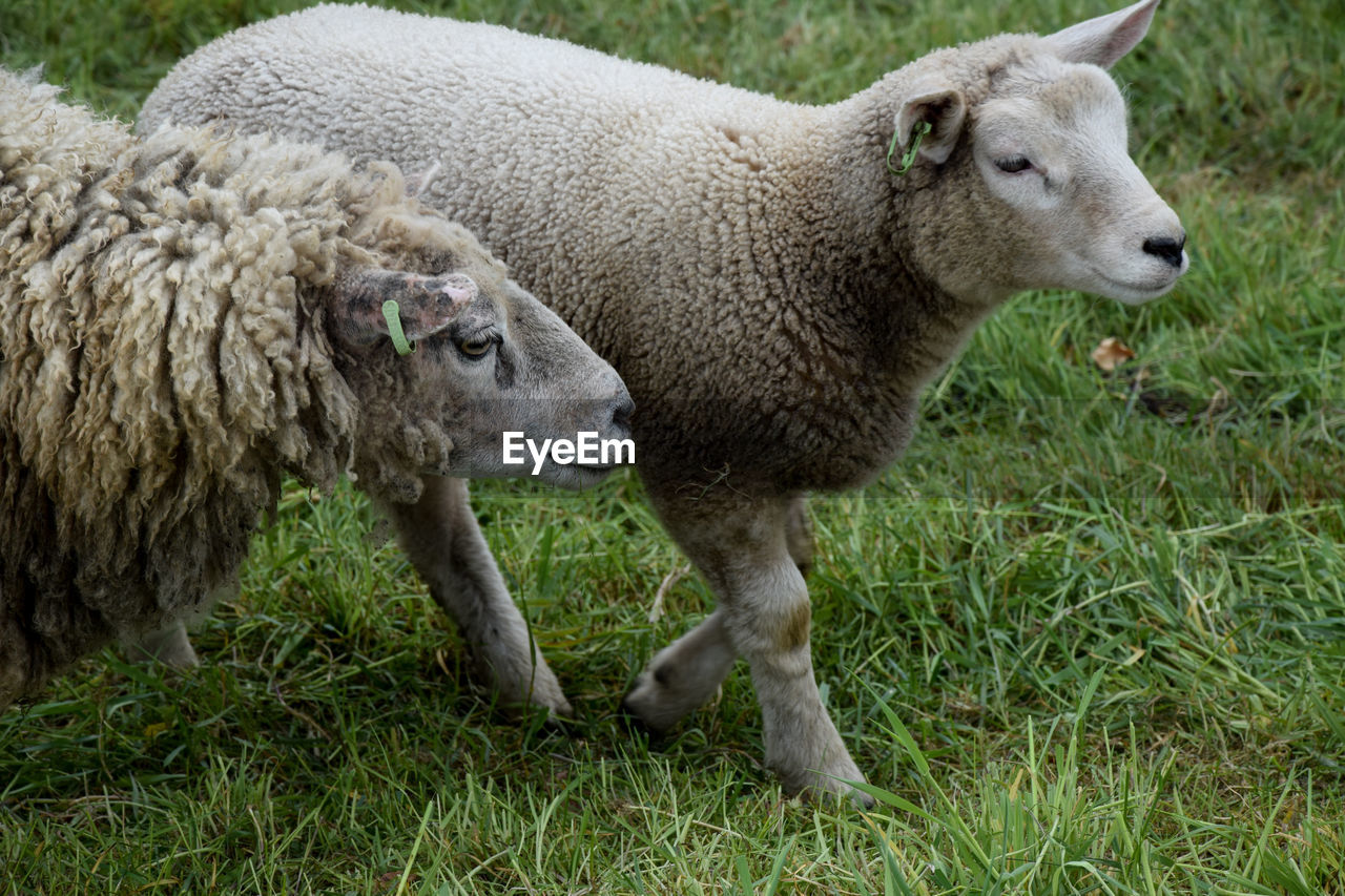 Sheep in a field