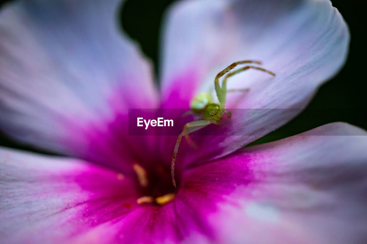 CLOSE-UP OF PURPLE FLOWER