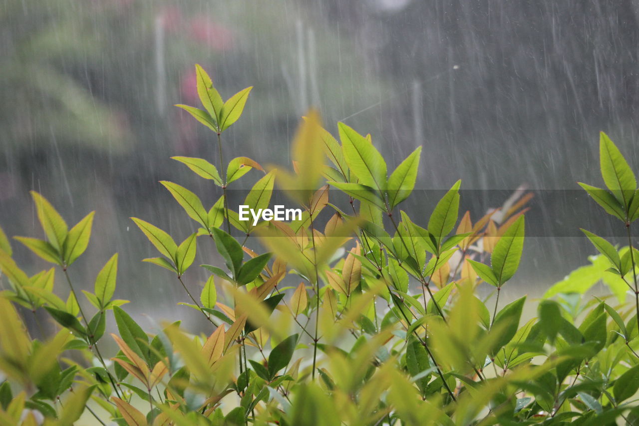 CLOSE-UP OF PLANTS AGAINST LAKE