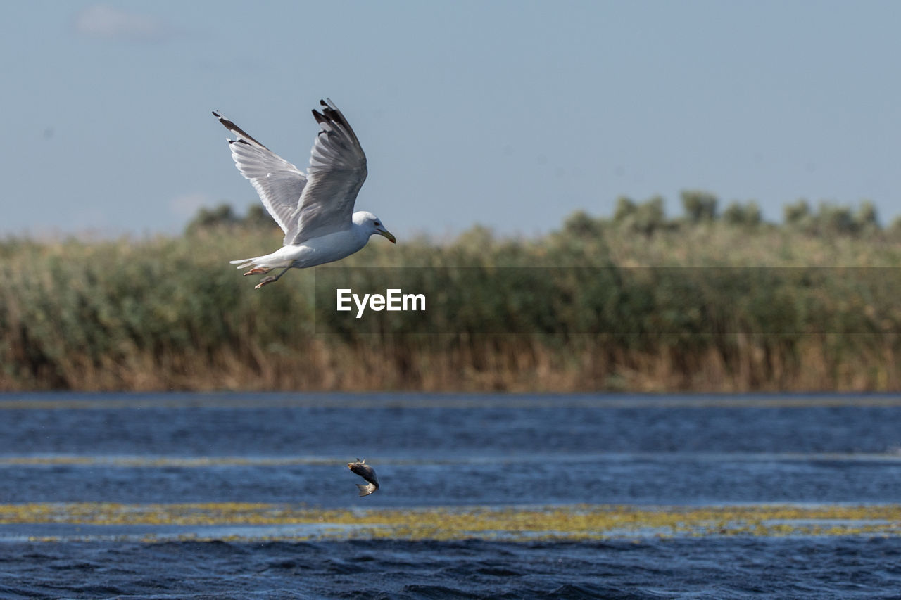 Seagull flying over sea against sky