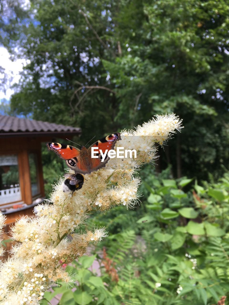 CLOSE-UP OF BUTTERFLY ON PLANT