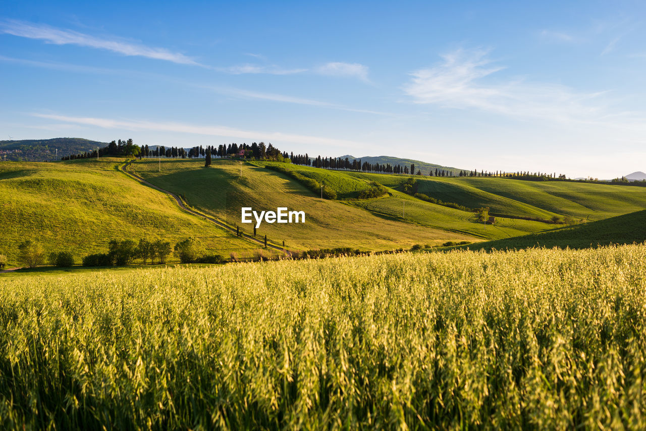 landscape, environment, land, field, rural scene, plant, agriculture, sky, rapeseed, scenics - nature, crop, grassland, beauty in nature, nature, farm, grass, food, horizon, tranquility, cereal plant, tranquil scene, prairie, growth, cloud, rural area, green, plain, no people, flower, barley, meadow, sunlight, idyllic, canola, summer, blue, hill, non-urban scene, outdoors, tree, produce, food and drink, day, pasture, environmental conservation, springtime, wheat, yellow