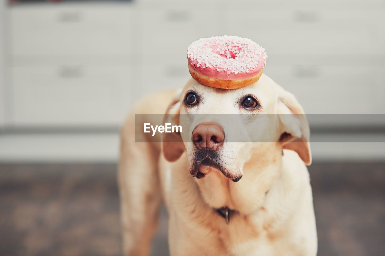 Close-up of dog with donut